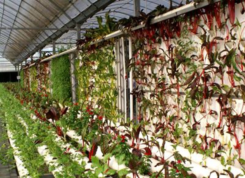 微生物肥料:成本分析与种植效益
