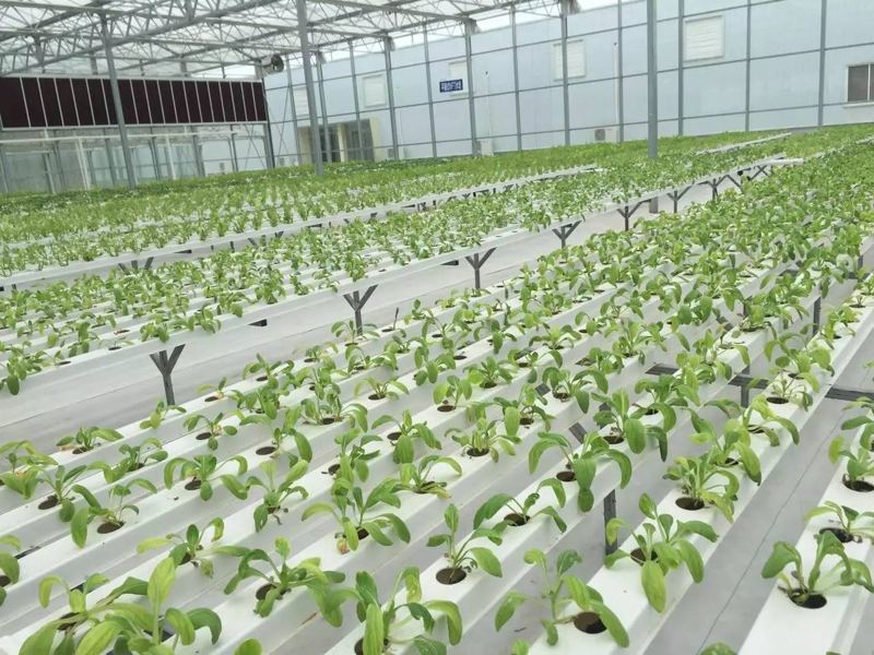 生物农业种植:绿色未来的新篇章
